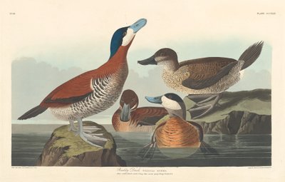 Pato Ruddy, 1836. de Robert Havell