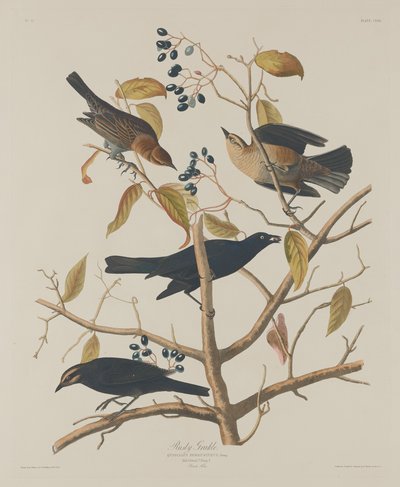 Rusty Grakle, 1833. de Robert Havell