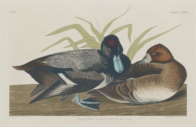 Pato Escapulário, 1834. de Robert Havell