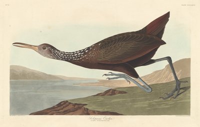 Scolopaceus Courlan, 1837. de Robert Havell
