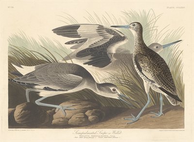 Narceja ou Willet semi-palmado, 1835. de Robert Havell