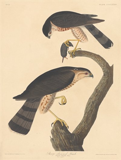 Falcão de canela afiada, 1837. de Robert Havell