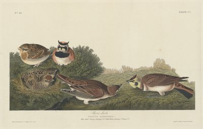 Shore Lark, 1834. de Robert Havell