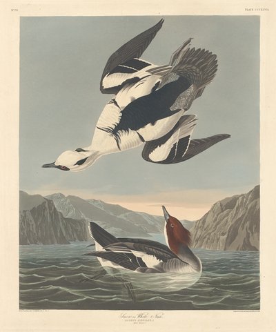 Smew ou Freira Branca, 1836. de Robert Havell
