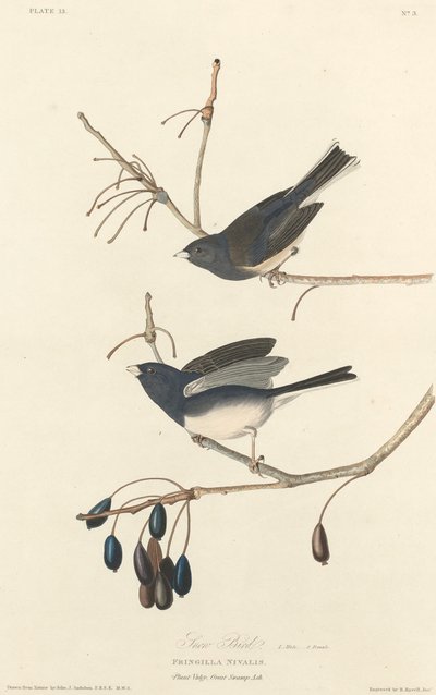 Pássaro da Neve, 1827. de Robert Havell