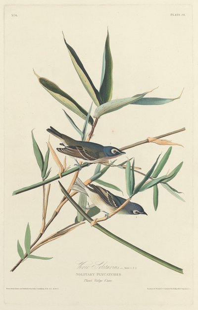 Papa-moscas solitário, 1828. de Robert Havell