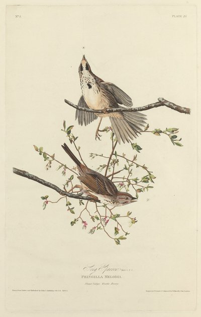Pardal da Canção, 1827. de Robert Havell