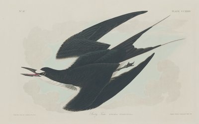 Fuligem, 1834. de Robert Havell