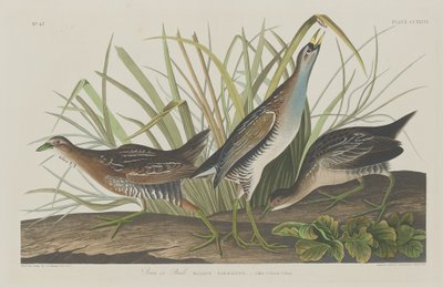 Sora ou Trilho, 1834. de Robert Havell