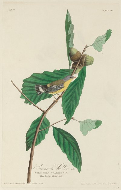 A toutinegra de Swainson, 1828. de Robert Havell
