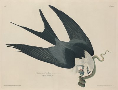Falcão de cauda de andorinha, 1829. de Robert Havell