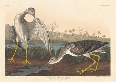 Godwit revelador, 1836. de Robert Havell
