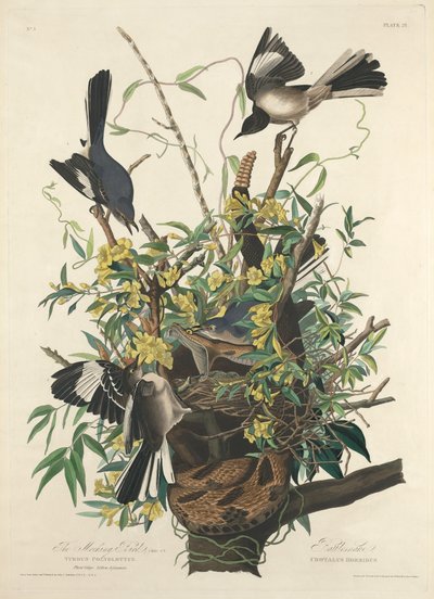 O pássaro zombeteiro, 1827. de Robert Havell