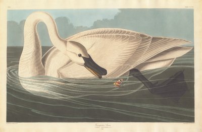 Trompetista Swan, 1838. de Robert Havell