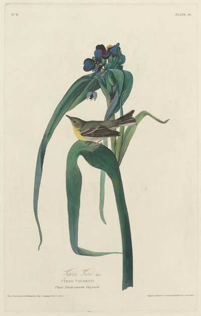 Vigors Vireo, 1828. de Robert Havell