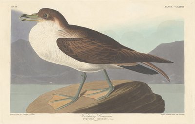 Cagarro errante, 1835. de Robert Havell