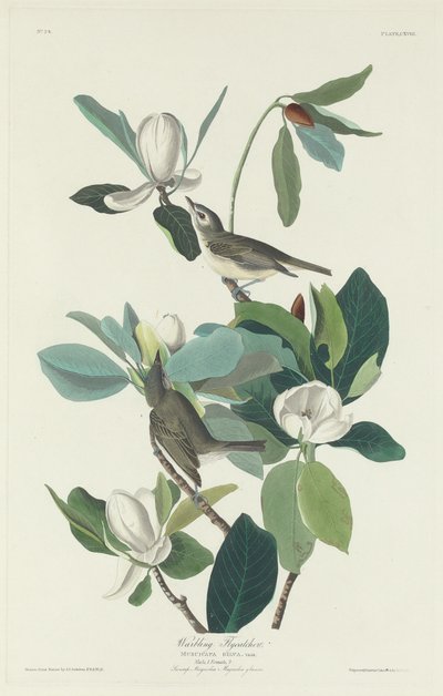 Papa-moscas Warbling, 1831. de Robert Havell