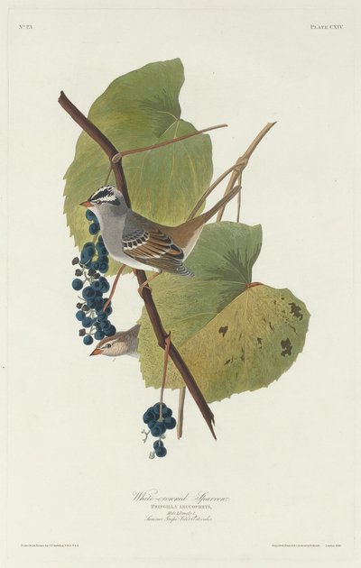 Pardal-de-coroa-branca, 1831. de Robert Havell