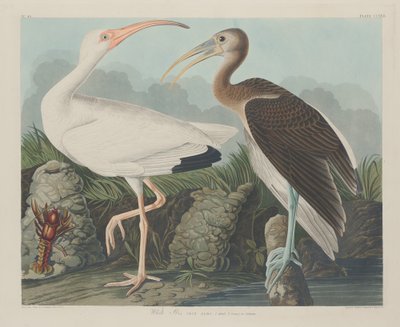 Íbis Branco, 1834. de Robert Havell