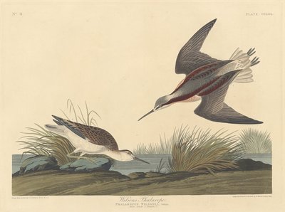 Falaropo de Wilson, 1835. de Robert Havell