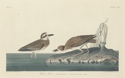 Tarambola de Wilson, 1834. de Robert Havell