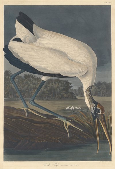 Wood Íbis, 1834. de Robert Havell