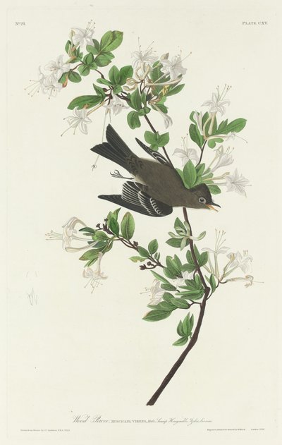 Wood Pewee, 1831. de Robert Havell