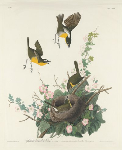 Chat de peito amarelo, 1832. de Robert Havell