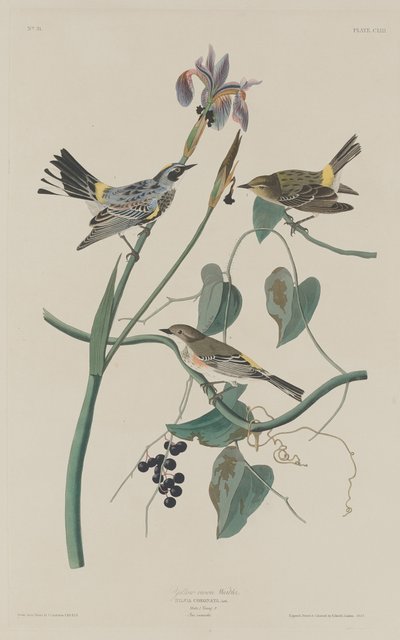 Toutinegra-de-coroa-amarela, 1832. de Robert Havell