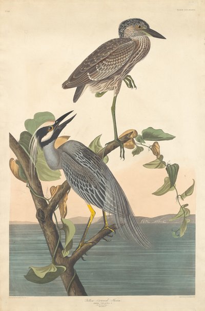 Garça-de-coroa-amarela, 1836. de Robert Havell
