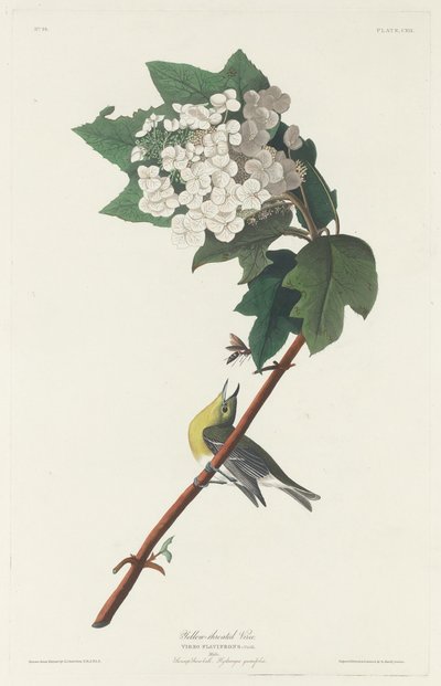 Vireo de garganta amarela, 1831. de Robert Havell