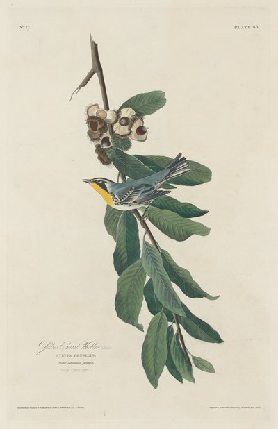 Toutinegra-de-garganta-amarela, 1830. de Robert Havell