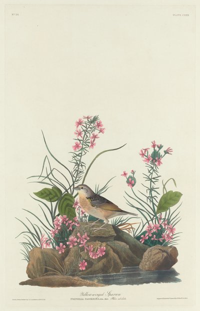 Pardal de asas amarelas, 1832. de Robert Havell