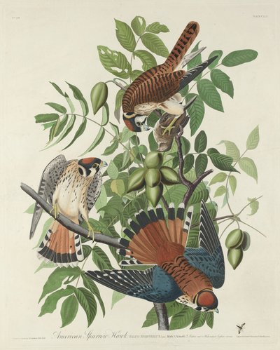 Gavião Americano de Robert Havell after John James Audubon