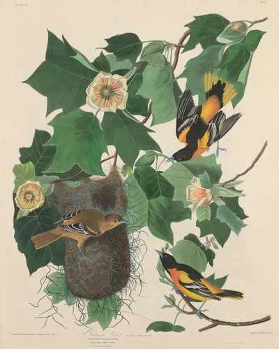 Baltimore Oriole de Robert Havell after John James Audubon