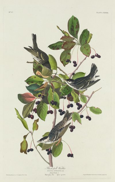 Toutinegra-de-piscina-preta de Robert Havell after John James Audubon