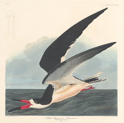 Escumadeira preta de Robert Havell after John James Audubon