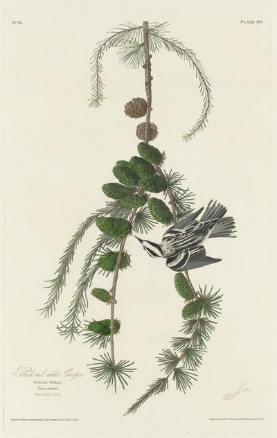 Trepadeira preto e branco de Robert Havell after John James Audubon