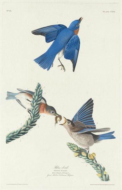 Pássaro azul de Robert Havell after John James Audubon