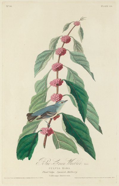 Toutinegra azul-verde de Robert Havell after John James Audubon