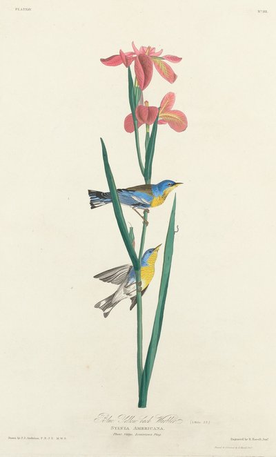 Toutinegra-de-dorso-amarelo azul de Robert Havell after John James Audubon