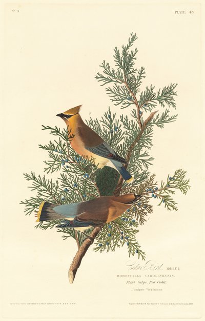 pássaro de cedro de Robert Havell after John James Audubon