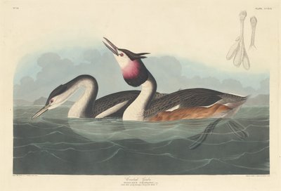 Grebe com crista de Robert Havell after John James Audubon