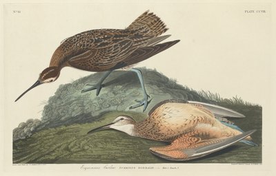 esquimós maçarico de Robert Havell after John James Audubon