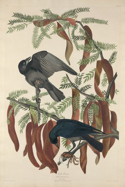 Peixe Corvo de Robert Havell after John James Audubon