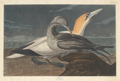 Gannet de Robert Havell after John James Audubon