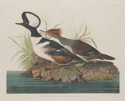 merganso com capuz de Robert Havell after John James Audubon
