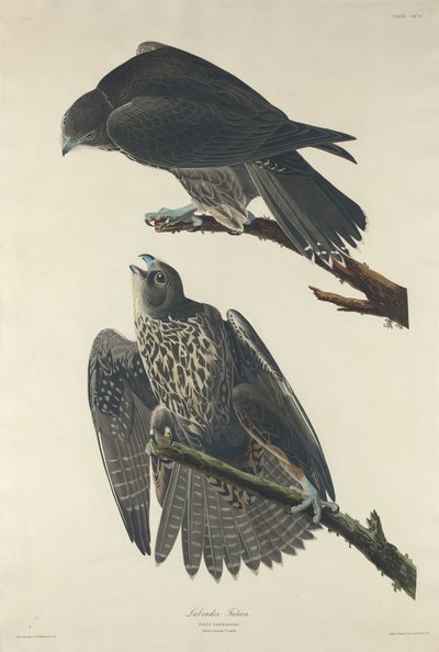 Labrador Falcão de Robert Havell after John James Audubon