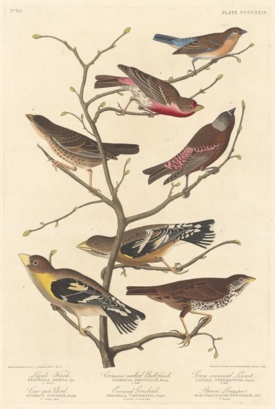 Lazuli Finch de Robert Havell after John James Audubon