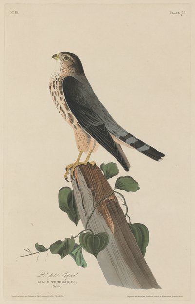 O Pequeno Cabo de Robert Havell after John James Audubon